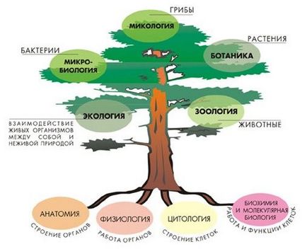 Rezumat pe această temă - o scurtă istorie a dezvoltării biologiei