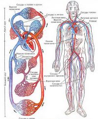Reglarea nivelurilor și mecanismelor de circulație a sângelui și interacțiunea acestora