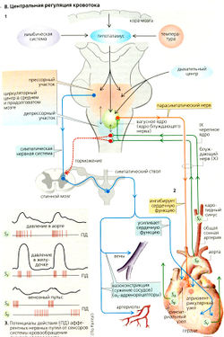Reglarea fluxului sanguin în organism