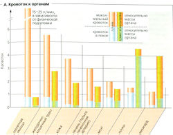 Регуляція кровотоку в організмі