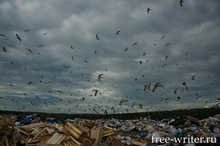 Raportați din viața în dump