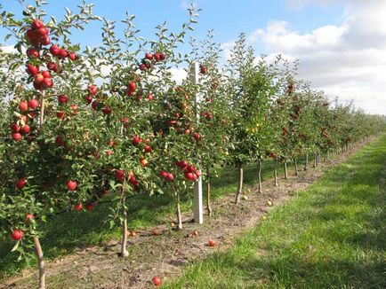 Módok csepegtető öntözés a vegetatív alanyon alma - gyümölcs és zöldség