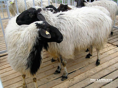 Ria Kalmykia - Kalmyk gazdák is részt vesz a 18. orosz kiállítási tenyésztési juh és kecske