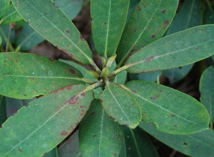 Boala Rhododendrons și dăunători pe