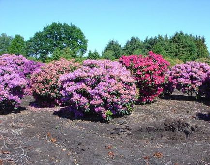 Rhododendrons - soiuri, îngrijire, reproducere