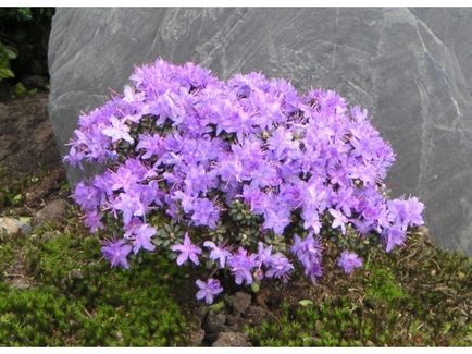 Rhododendrons - soiuri, îngrijire, reproducere