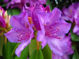 Rhododendrons - soiuri, îngrijire, reproducere