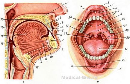 Рот ротова порожнина людини будова захворювання