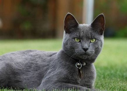 Pisica albastra rusa, o rasa de pisica domestica provine din Arhangelsk