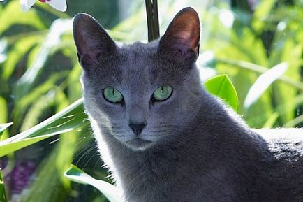 Pisica albastra rusa, o rasa de pisica domestica provine din Arhangelsk