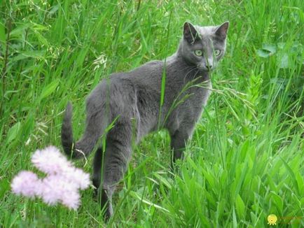Російська блакитна кішка, порода домашньої кішки родом з Архангельська