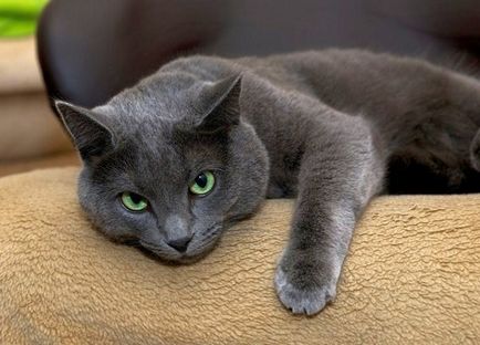 Російська блакитна кішка, порода домашньої кішки родом з Архангельська