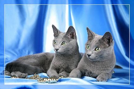 Albastru rusesc - o pisica de regi rus, aspectul arhanghelsk aspectul rasei de albastru rusesc