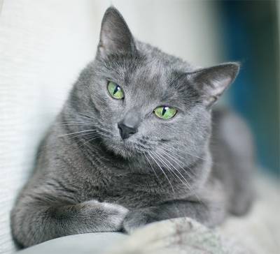 Pisica albastră din Rusia este o perlă de mare albă