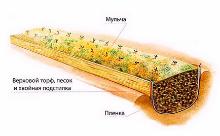 Садова великоплідна журавлина