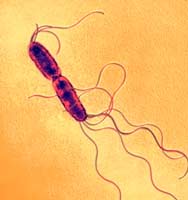 Salmonella enterica (salmonella enterica)