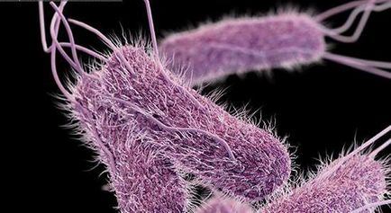 Salmonella tifimurium - agent patogen, diagnostic, tratament