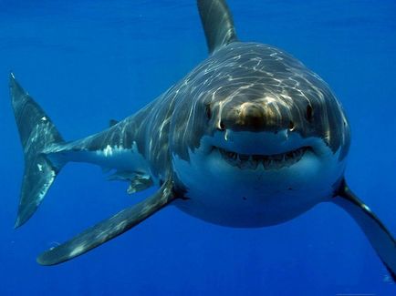 Найнебезпечніші для людини види акул