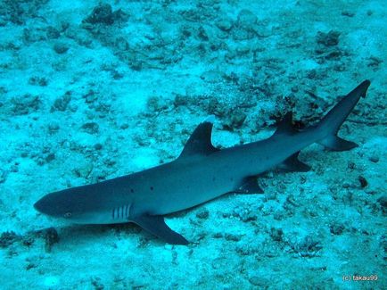 Cele mai periculoase specii de rechini pentru oameni