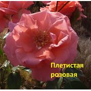 Răsaduri de trandafiri în Teritoriul Krasnodar - prețuri, fotografii, recenzii, cumpăra răsaduri de trandafiri cu ridicata sau cu amănuntul în