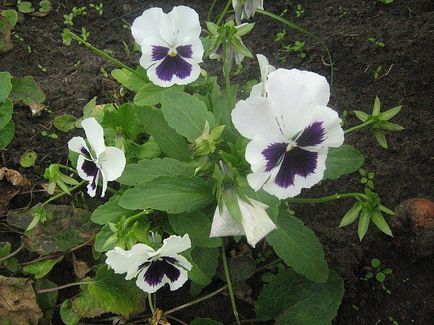 Semințe de flori Viola Vittroka Baroque Gavrish Opinii preț real, negativ, divorț, unde,