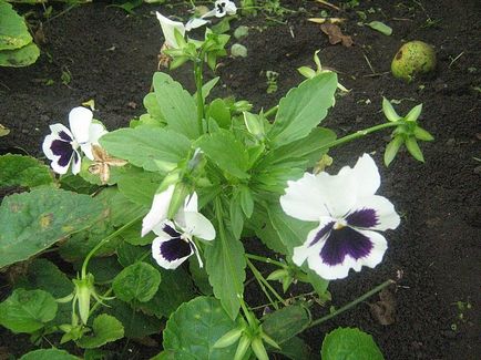 Semințe de flori Viola Vittroka Baroque Gavrish Opinii preț real, negativ, divorț, unde,