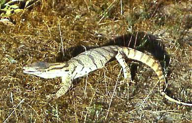 Sare sare, varan varanus (garantia varanus), greutate, masa, lungimea corpului, coada, gama