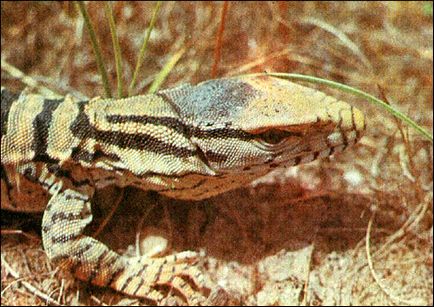 Сірий варан (varanus griseus) пустельний варан, зовнішній вигляд морда очі щитки забарвлення луска