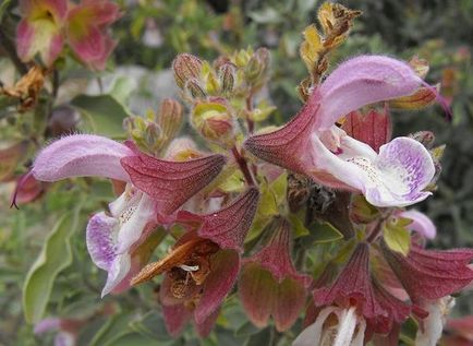 Sage plantare, în creștere, grooming