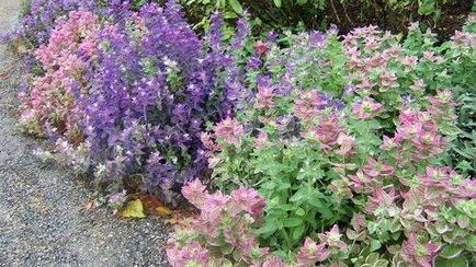 Sage plantare, în creștere, grooming