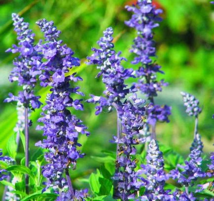 Sage plantare, în creștere, grooming