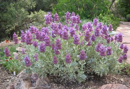 Sage plantare, în creștere, grooming