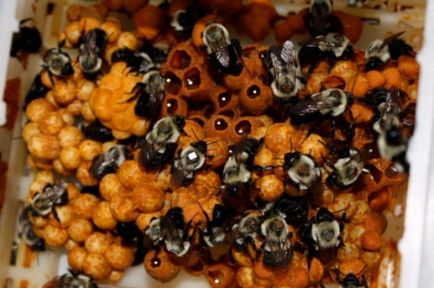 Джмелині мед корисні властивості