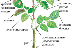 Книжата отглеждането на рози от характеристиките на семена