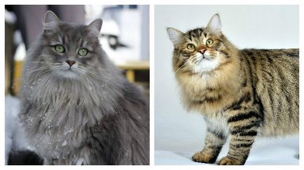 Szibériai macskák szaporodnak azok történetét, típusait és a természet