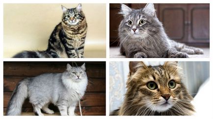 Szibériai macskák szaporodnak azok történetét, típusait és a természet