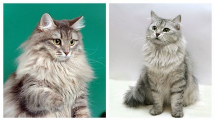 Сибірська порода кішок їх історія, види та характер