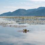 Imaginile lacului Skadar