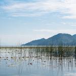 Imaginile lacului Skadar