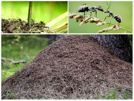 Din care parte a furnicilor se construiesc dealuri de furnici