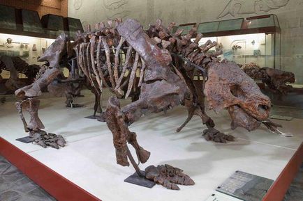 скелети динозаврів