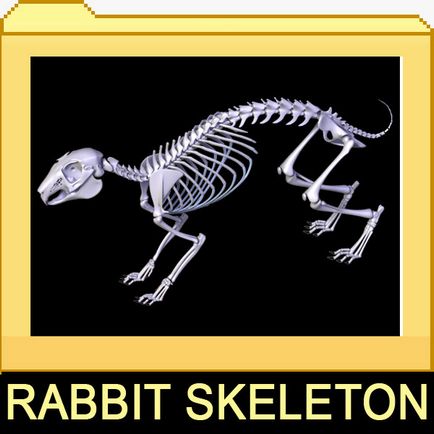 Скелет кролика особливості та будову