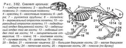 Schelet de caracteristici și structură de iepure