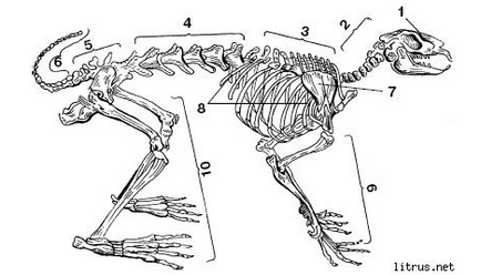Schelet de caracteristici și structură de iepure