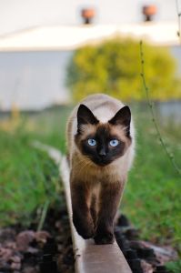 Scythian-tai-don pisica, totul despre pisici