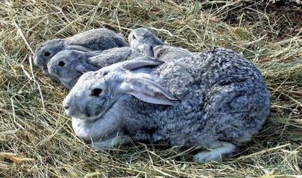 Скільки триває вагітність у кроликів, як визначити вагітність