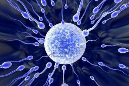 Mennyi ideig kell a sperma, hogy terhes, vagy nem sok