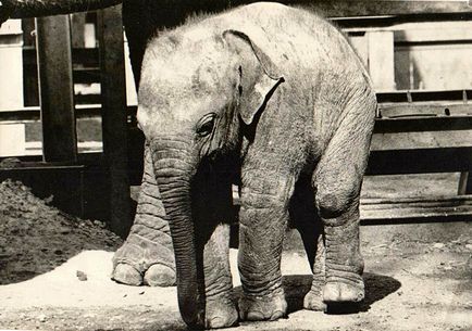 Слони києва першого вбили фашисти, а останній влаштовує шоу (фото) - новини bigmir) net