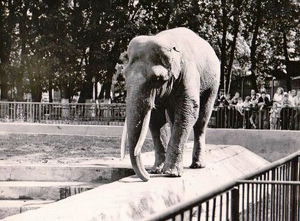Слони києва першого вбили фашисти, а останній влаштовує шоу (фото) - новини bigmir) net