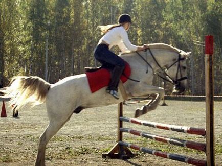 Szójegyzék ló szerelmeseinek - helyszínen a lovak